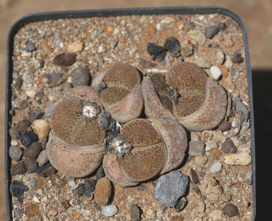 Lithops terricolor