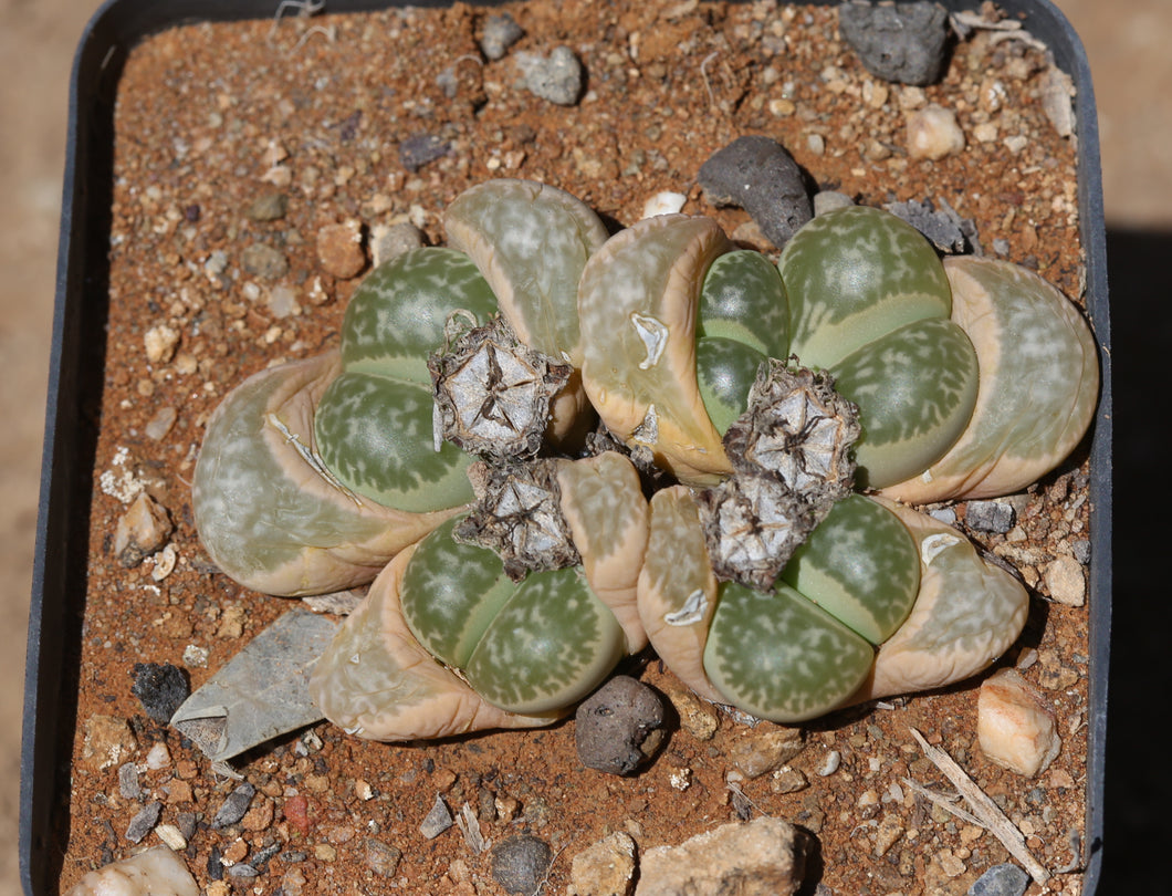 Lithops helmuti