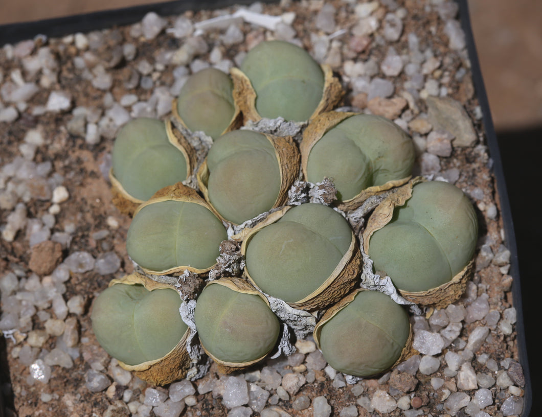 Gibbaeum heathii