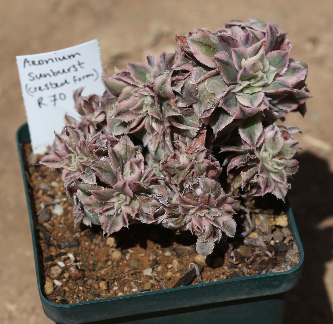 Aeonium Sunburst (Crested form)