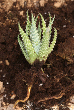 Load image into Gallery viewer, Aloe humilis
