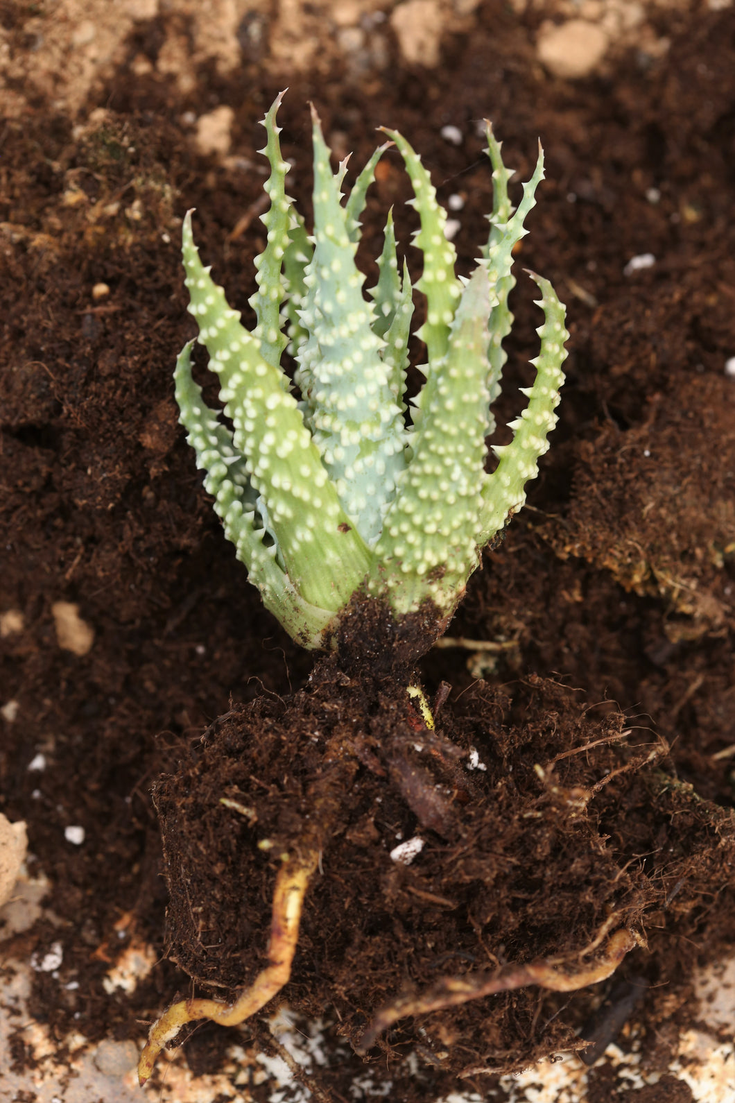 Aloe humilis