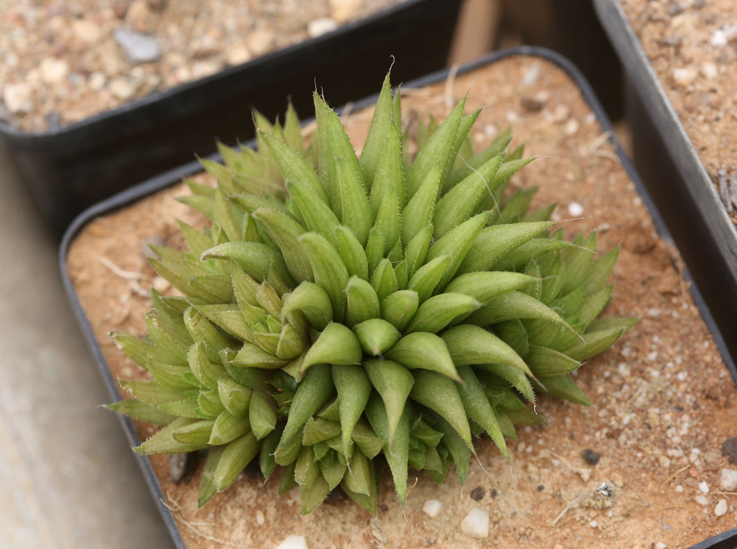 Haworthia chloracantha