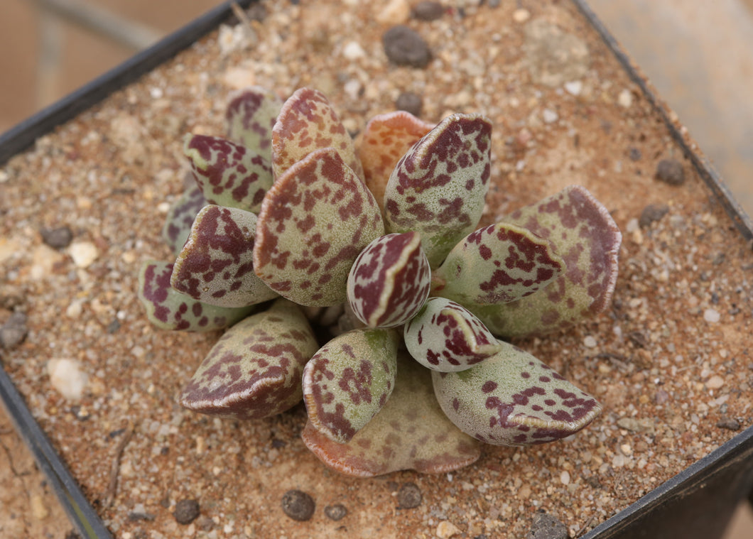 Adromischus cooperi