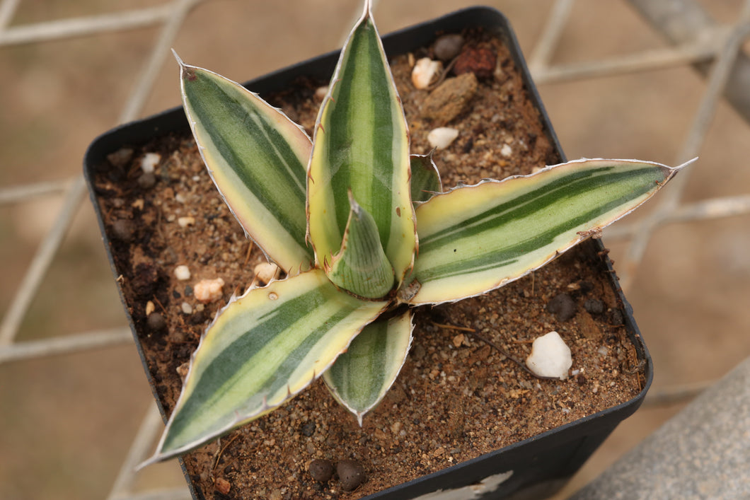 Agave lophantha  cv. Quadricolor