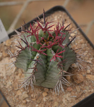 Load image into Gallery viewer, Euphorbia horrida var. noorsveldensis
