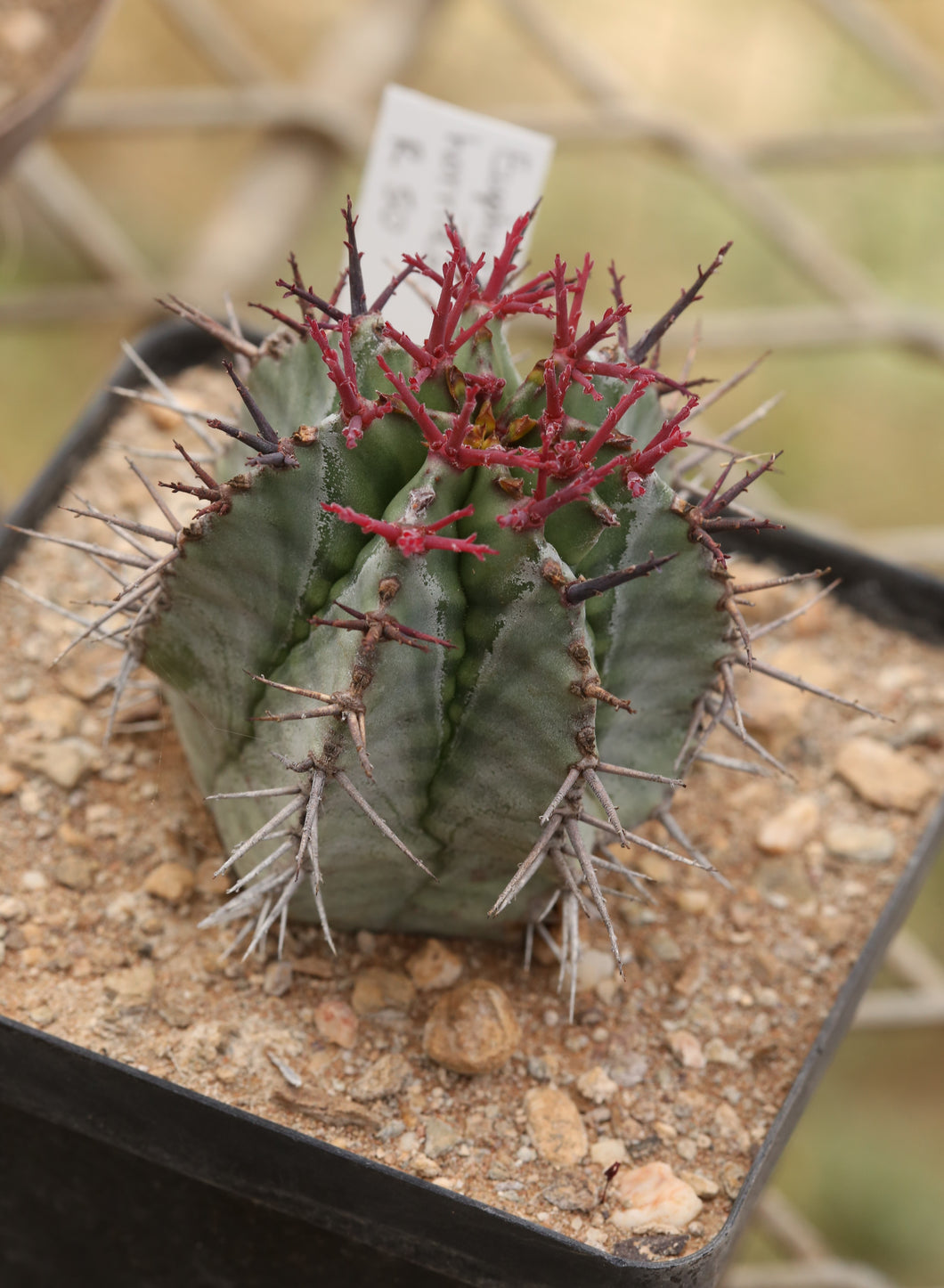 Euphorbia horrida var. noorsveldensis