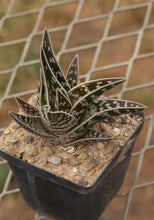 Load image into Gallery viewer, Aloe variegata
