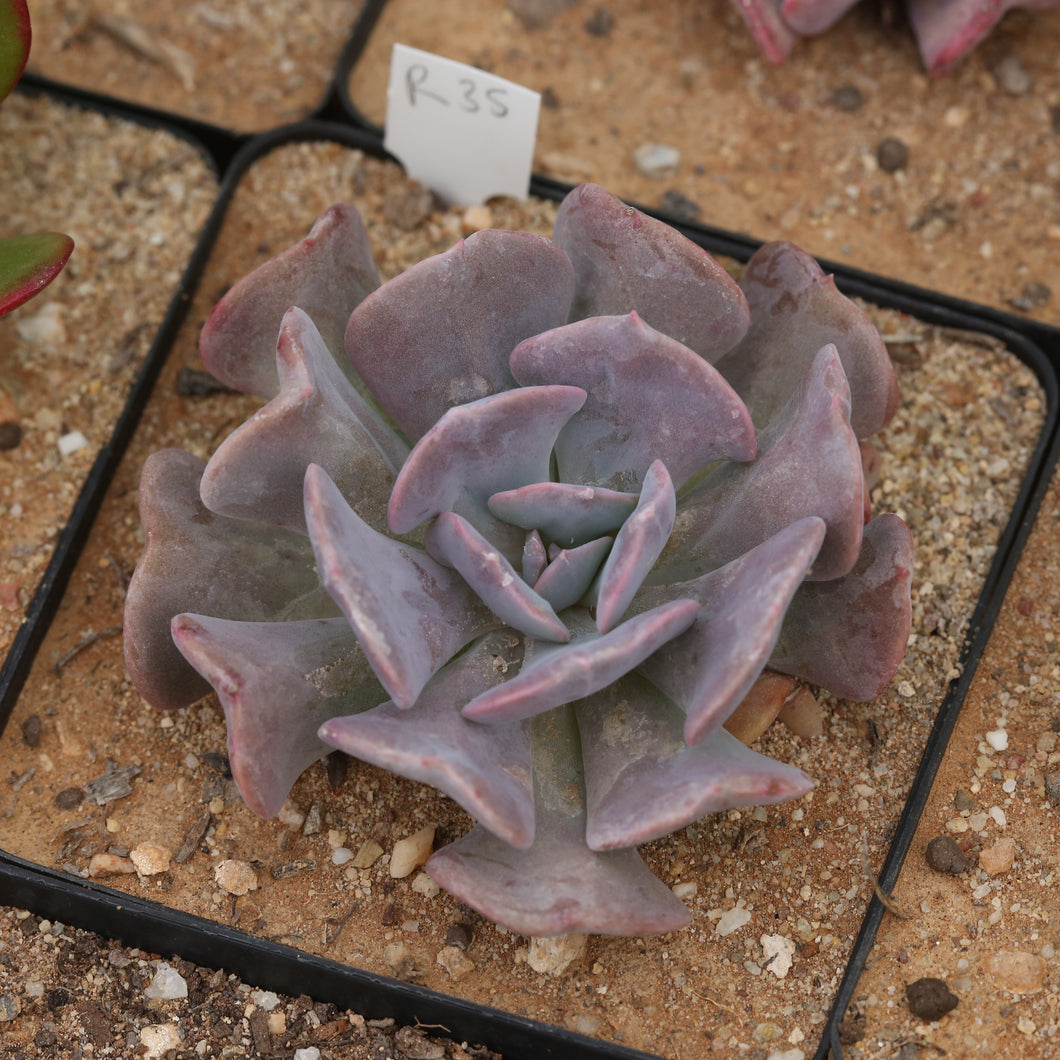 Echeveria Cubic Frost