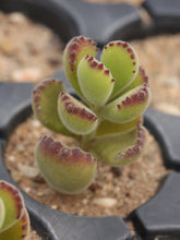 Load image into Gallery viewer, Cotyledon tomentosa
