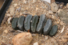 Load image into Gallery viewer, Haworthia truncata
