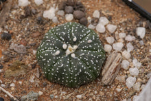 Load image into Gallery viewer, Astrophytum asterias
