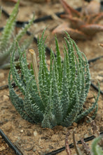 Load image into Gallery viewer, Aloe humilis
