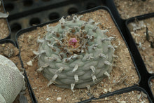 Load image into Gallery viewer, Lophophora williamsii (Peyote)
