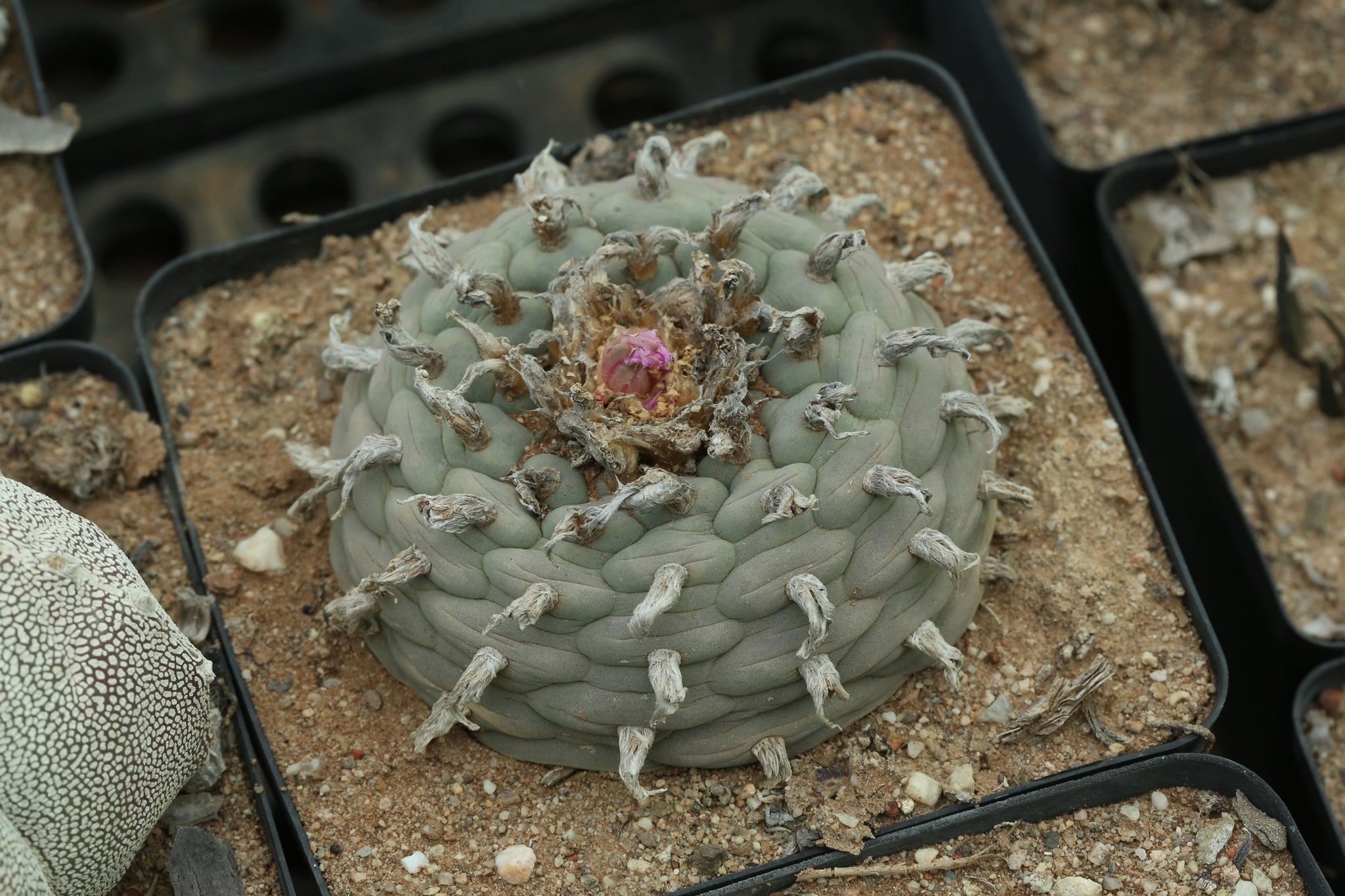 サボテン peyote Lophophora williamsii Rare Lophophora Williamsii huizache 6-7 cm 10 years old seed
