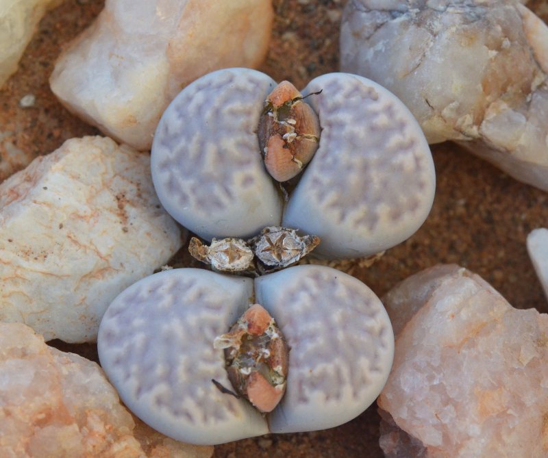 Lithops amicorum