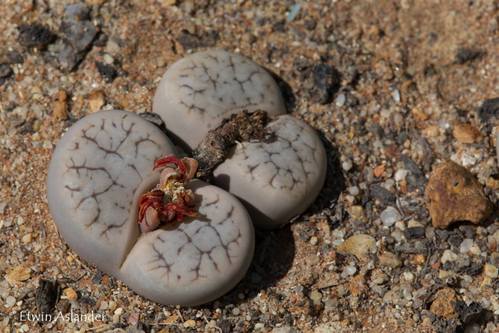 Lithops pseudotruncatella ssp. dendritica