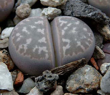 Load image into Gallery viewer, Lithops marmorata var. marmorata
