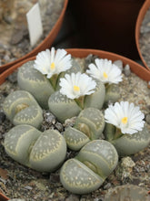 Load image into Gallery viewer, Lithops marmorata var. marmorata
