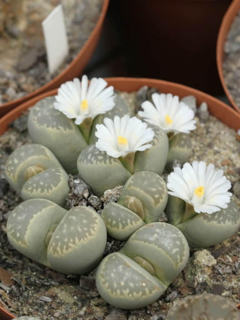 Lithops marmorata var. marmorata