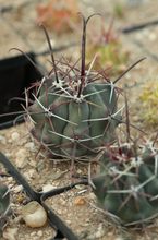 Load image into Gallery viewer, Ferocactus peninsulae var. townsendianus
