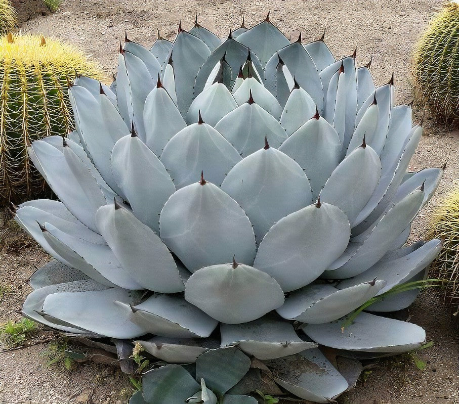 ca.g@rden | 、 . Agave parryi var. truncata 'Bed of Nails