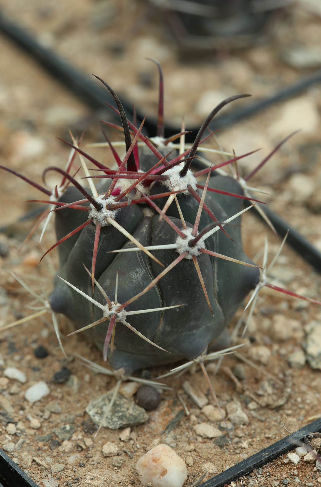 Ferocactus peninsulae var. townsendianus