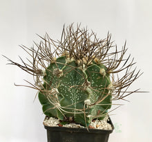 Load image into Gallery viewer, Astrophytum capricorne
