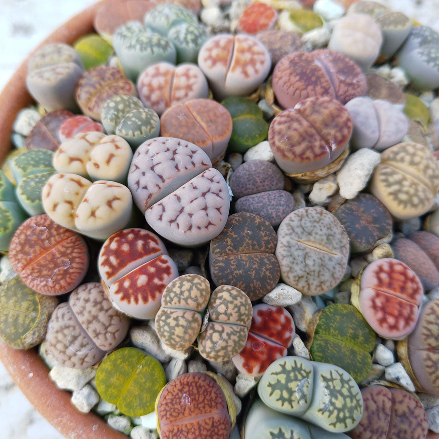 Lithops seeds