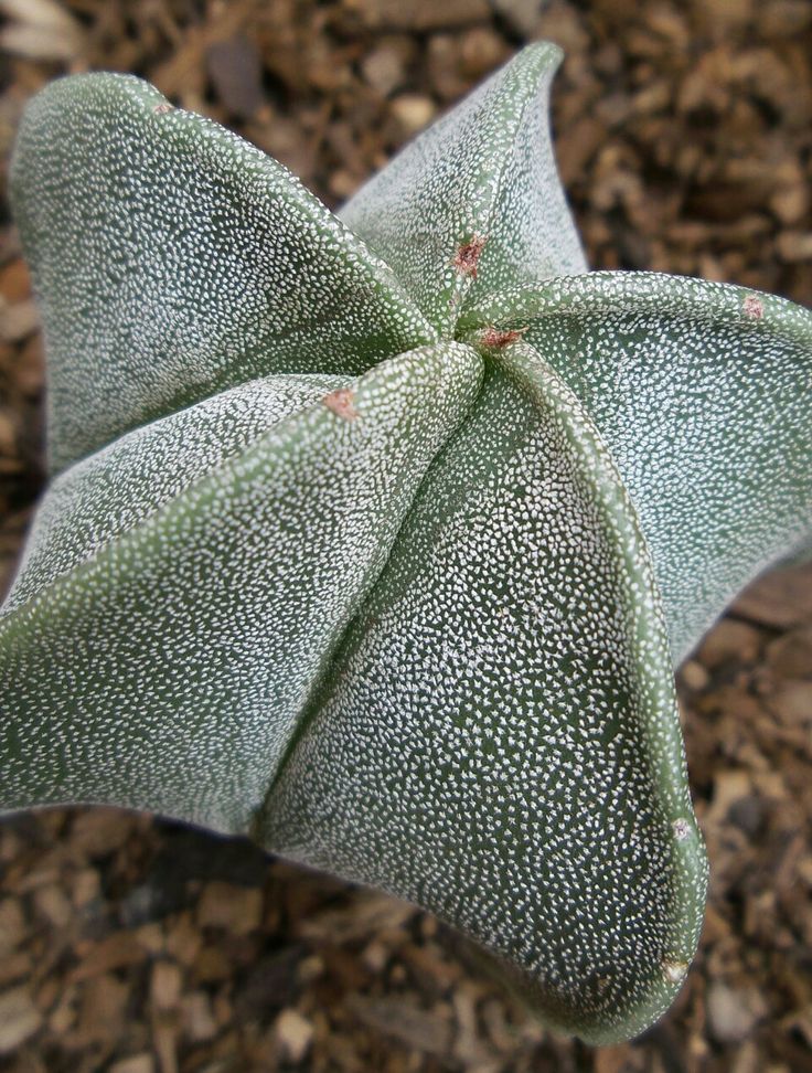 Astrophytum myriostigma  'Bishop's Cap'