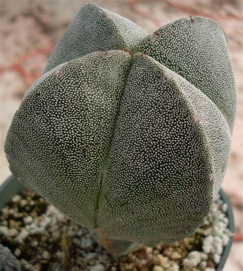 Astrophytum myriostigma var. Quadricostatum