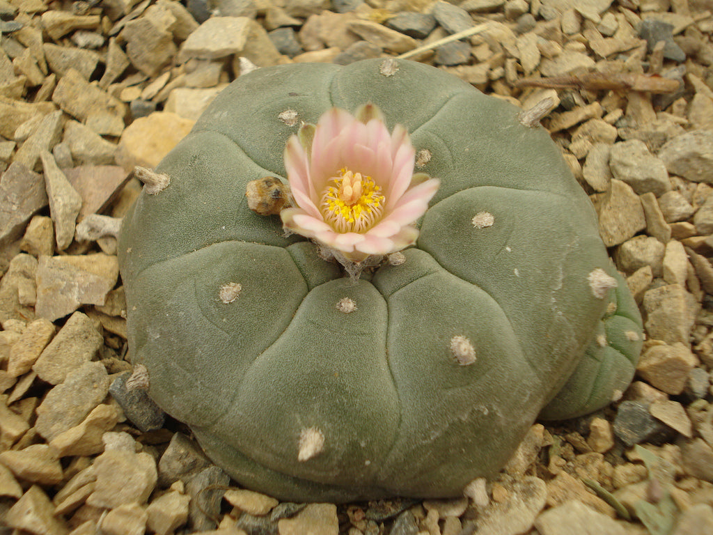 サボテン peyote Lophophora williamsii Rare Lophophora Williamsii huizache 6-7 cm 10 years old seed