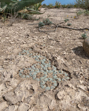 Load image into Gallery viewer, Lophophora williamsii (Peyote)
