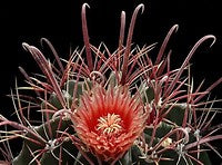 Load image into Gallery viewer, Ferocactus peninsulae var. townsendianus
